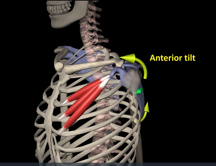 <p>Function: protracts scapula</p><p>Origin: ribs</p><p>Insertion: coracoid process of scapula</p>