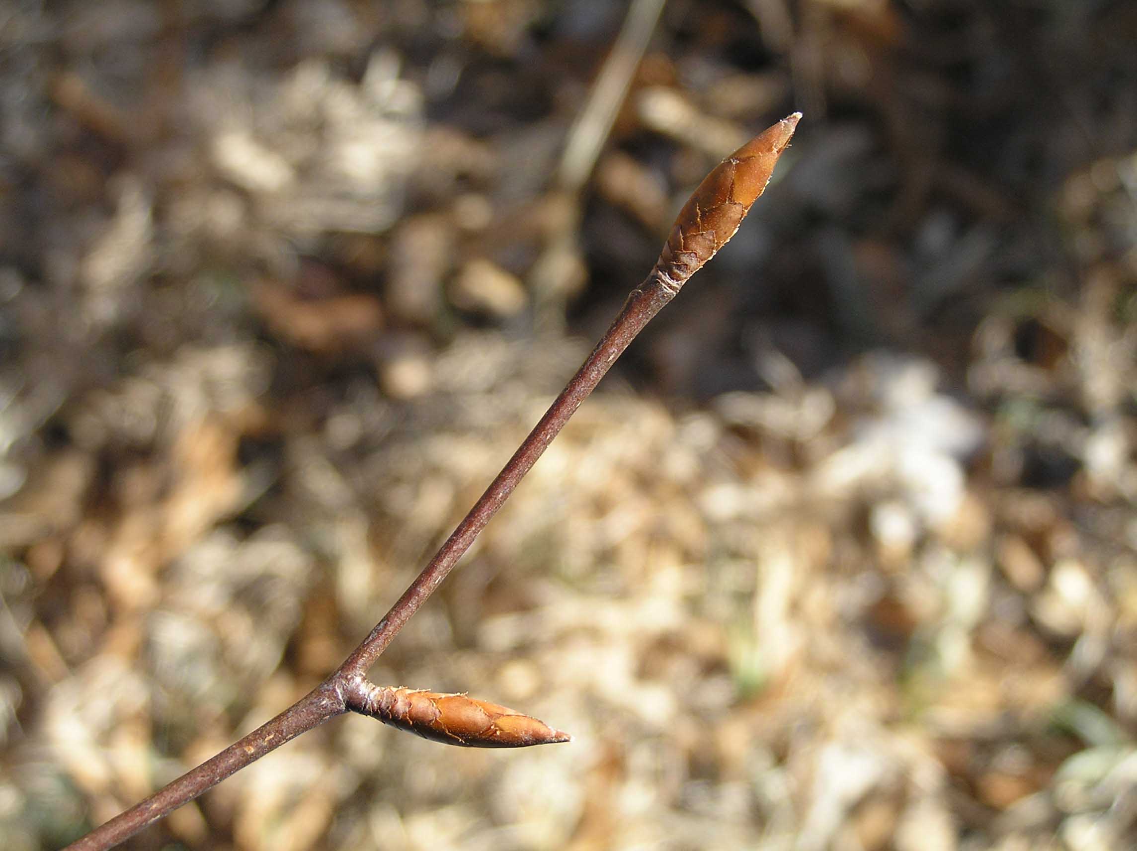 <ul><li><p>grows everywhere, moist / well drained sites</p></li><li><p>alt branch</p></li><li><p>bark: light grey, smooth</p></li><li><p>leaves: ovate, toothed, 2-5 in long, pinnate</p></li><li><p>twigs: zag from buds</p></li><li><p>buds: thin glossy brown, mouse cigar</p></li><li><p>repro: spiny burr with 2 nuts</p></li></ul>