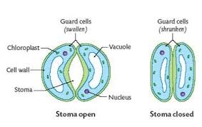 Pairs of cells that surround the stomata and control their opening and closing to optimise gas exchange and reduce water loss