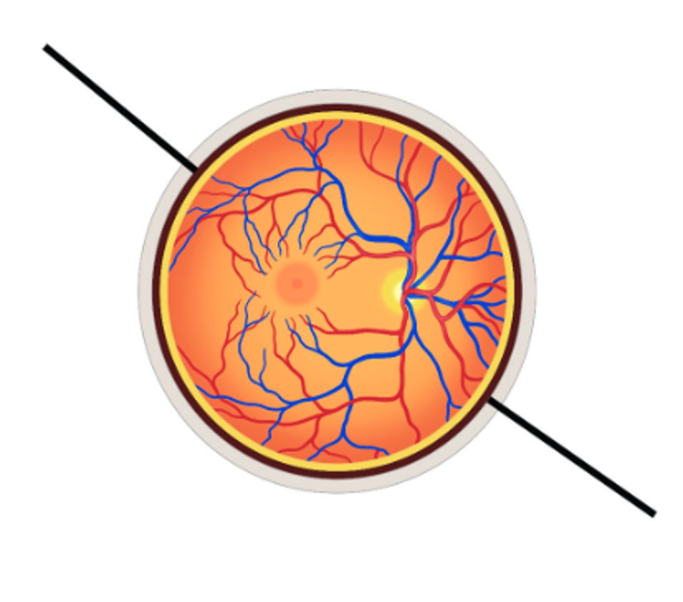 <p>Identify structure.</p>