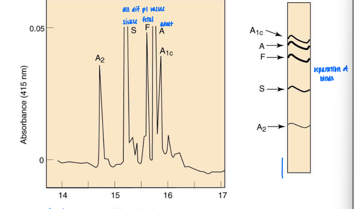 <ul><li><p>dif subunits of prot have dif absorbance</p></li><li><p>dif pI = dif fractionation &amp; good separation of bands</p></li></ul><p></p>