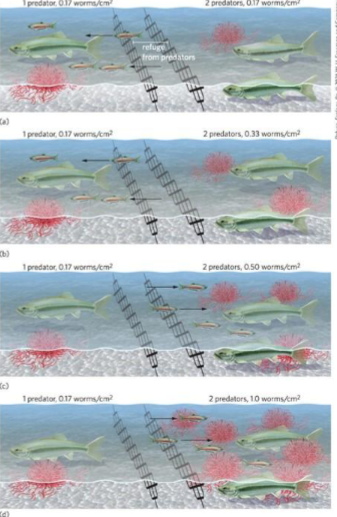 <p>based on the variability and risk associated with food sources, balancing energy gain against potential dangers</p><p>small and large chub experiment</p>