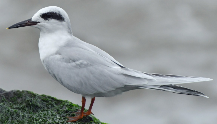 <p>What bird is this? </p>