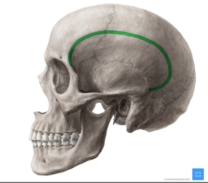 <p><br>Punto de incersión de la fascia temporal</p><p><strong>Límite superior y posterior de la fosa temporal</strong></p>