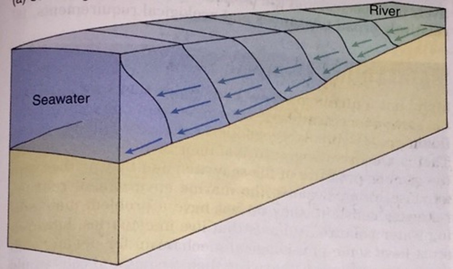 <p>estuary with low river flow and tidal currents affecting water circulation, resulting in a seaward flow of water and uniform salinity at all depths</p>