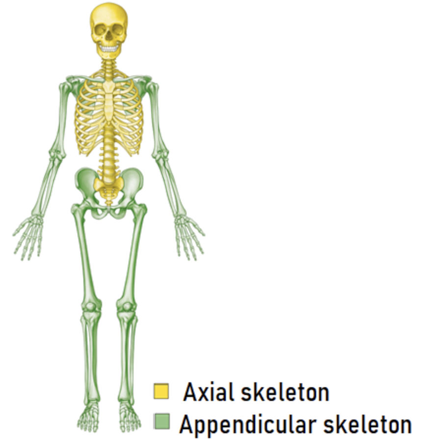 <p>-Axial skeleton: Consists of skull, spine, ribs and sternum  </p><p></p><p>-Appendicular skeleton: Consists of the bones of the upper and lower limbs, as well as the bones from the pectoral and pelvic girdles (something that encircles something else, upper part of rib cage)</p>