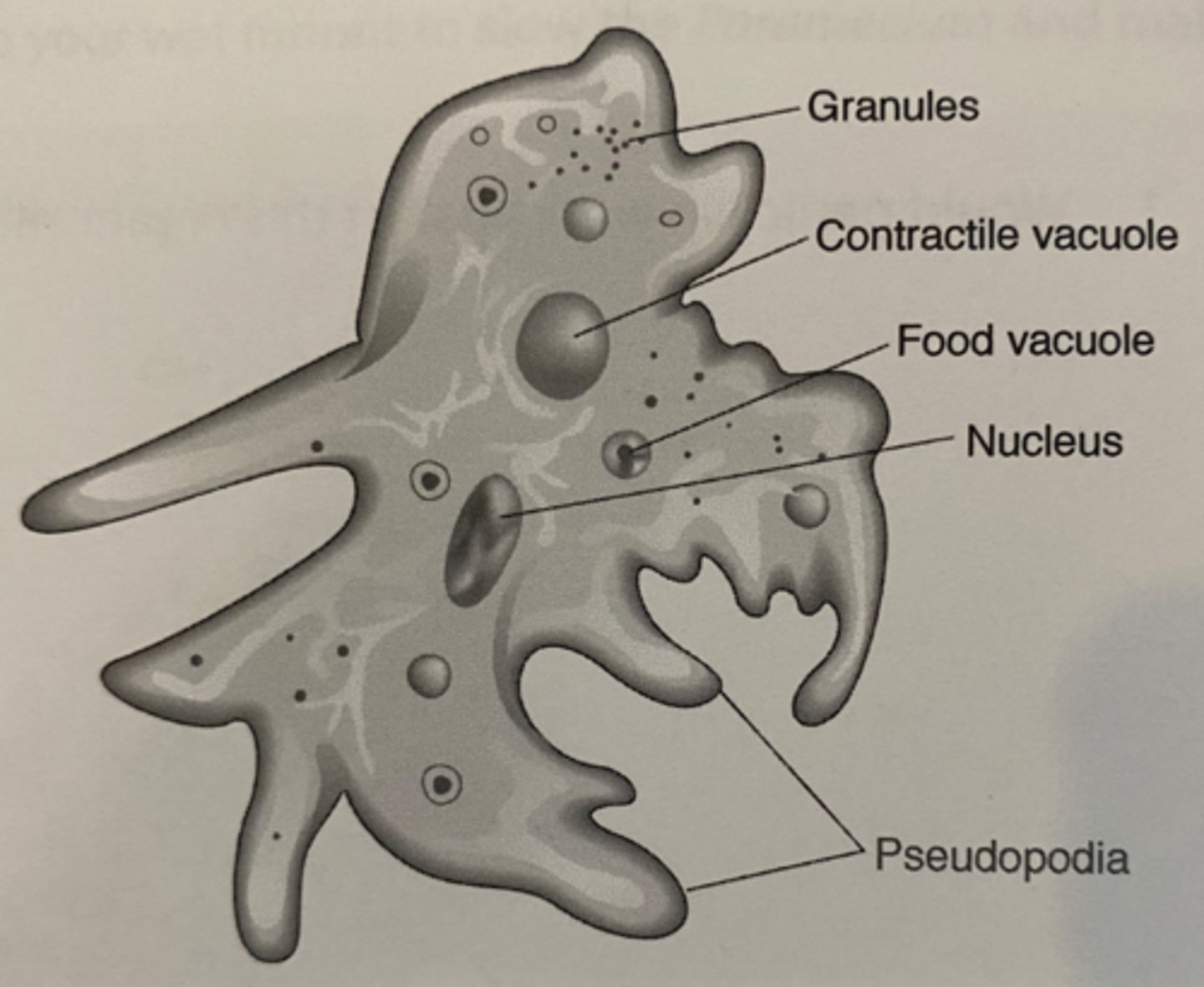 <p>uses psuedopodia for movement and phagocytosis</p>