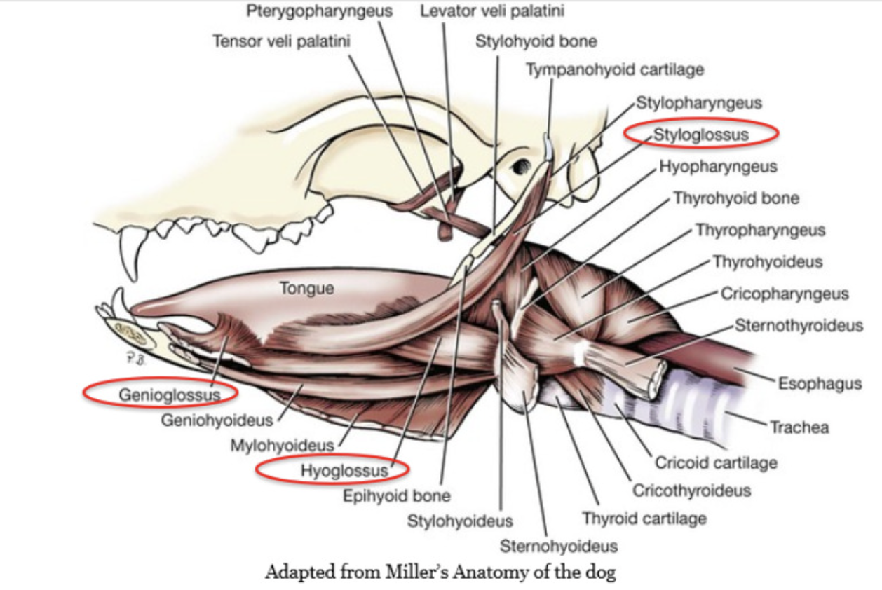 <p><strong>intrinsic</strong> - meaning the fibres go in different directions - which are longitudinal, transverse and vertical</p><p></p><p>which forms tongue proper (curl, groove, bend)</p><p></p><p>e.g. the tongue is principle organ of prehension cows (prehension = main tool cows use to grasp food and pull into mouth)</p><p></p><p><strong>extrinsic</strong>&nbsp;- three pairs of muscles that have an osseous (bone- come from outside of the tongue and attach to the tongue) origin - which are stylo-glossus, hyo-glossus, genio-glossus</p><p></p><p>stylo-glossus = long thin muscle which retracts and elevates the tongue</p><p></p><p>hyo-glossus = wide and flat muscle - retracts and depresses the tongue</p><p></p><p>genio-glossus = fan shaped muscle caudal fibers protrude and rostral ones retract the apex</p>
