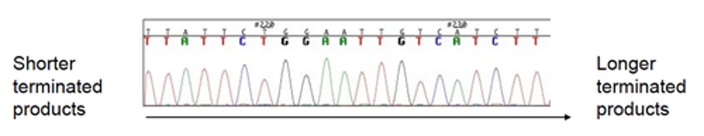 <p>• Performed in a single tube<br>• Includes all 4 ddNTPs (each labeled with a different fluor)<br>• Products fractionated by size via electrophoresis through polymer filled capillary<br>• Products detected as sequentially pass by laser<br>• Chromatogram: each peak = PCR products of specific size</p>