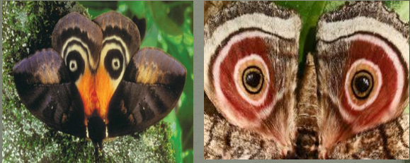 <p>Identify which behavioral response is shown</p>