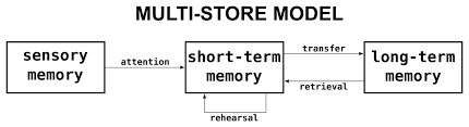 Claims memory progresses according to a linear model: stimuli first enters sensory memory, moving to short term memory once attention is paid, then moving to long term memory once rehearsed adequately. Each phase has its own capacity, duration, and encoding processes.