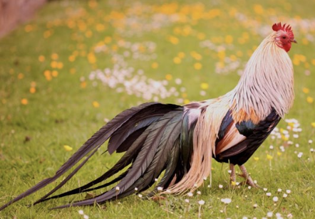 <ul><li><p>german breed from the japanese onagadori </p><ul><li><p>long tail that extends up to several feet in length </p></li></ul></li></ul><p></p>