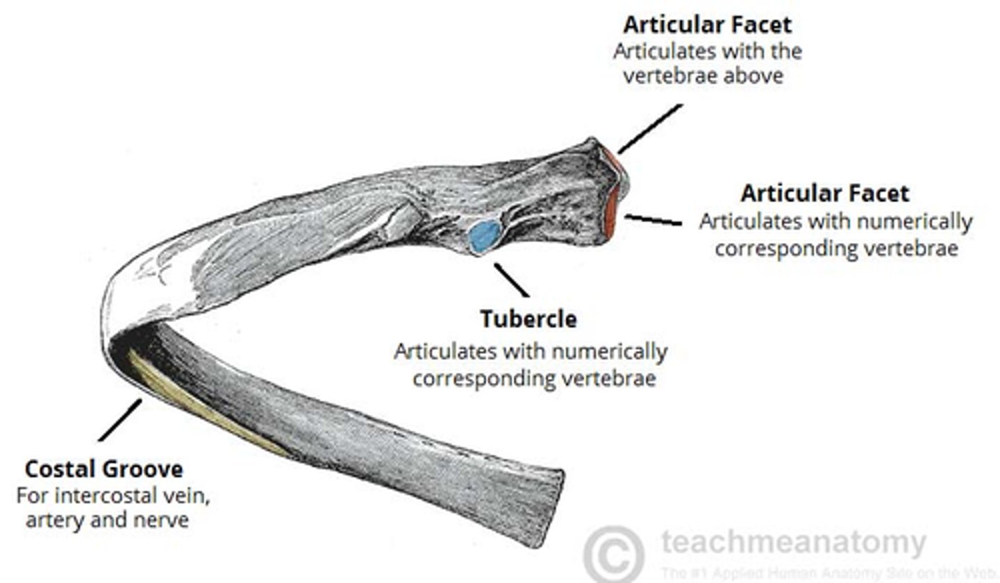 <p>1. Head - wedge-shaped, 2 articular facets separated by bone wedge. One articulates w/ corresponding vertebra, other with the vertebra above.</p><p>2. Neck - no bony prominences (tuberosities) but simply connects head w/ body. There is a roughed tubercle where neck meets the body, and contains facet which articulates with the transverse process of corresponding vertebra. </p><p>3. Angle</p><p>4. Body/shaft - flat and curved. Internal surface has a costal groove for neurovascular supply of thorax, protecting vessels and nerves from damage.</p>