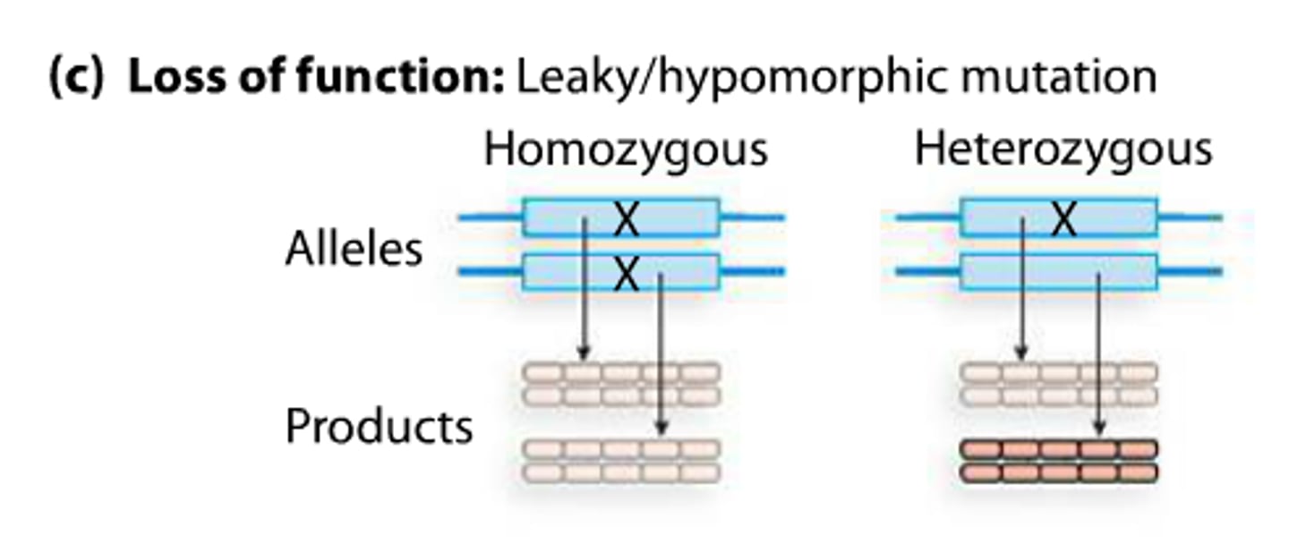 <p>Refers to a mutation that reduces but does not eliminate the activity of a particular gene product.</p><p>loss of function type of mutation</p><p>Make less of a gene product</p>
