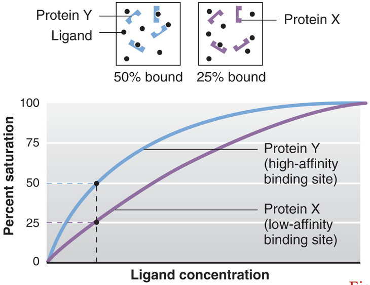 <p>occurs when two different ligands compete for one binding site</p><p>the relative affinities and concentrations of the ligands determine which ligand occupies more binding sites</p><p>the affinity of Hb for CO is 250 times greater than the affinity of Hb for O<sub>2</sub></p>