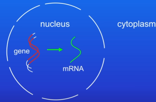 <ol><li><p>Transcription - the base sequence (ATCG) of a gene is copied into a complementary template molecule called messenger RNA (mRNA). </p><ul><li><p>mRNA is single-stranded molecule. </p></li><li><p>mRNA now passes out of the nucleus into the cytoplasm.</p></li></ul></li></ol>