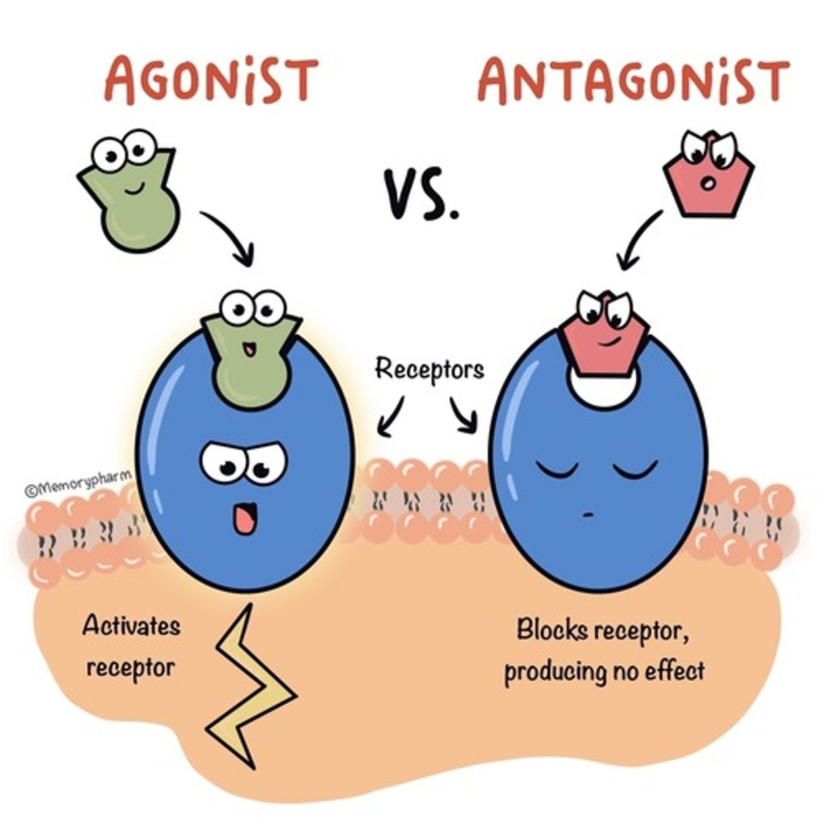 <p>drugs that have affinity for a receptor &amp; produces no effect</p>