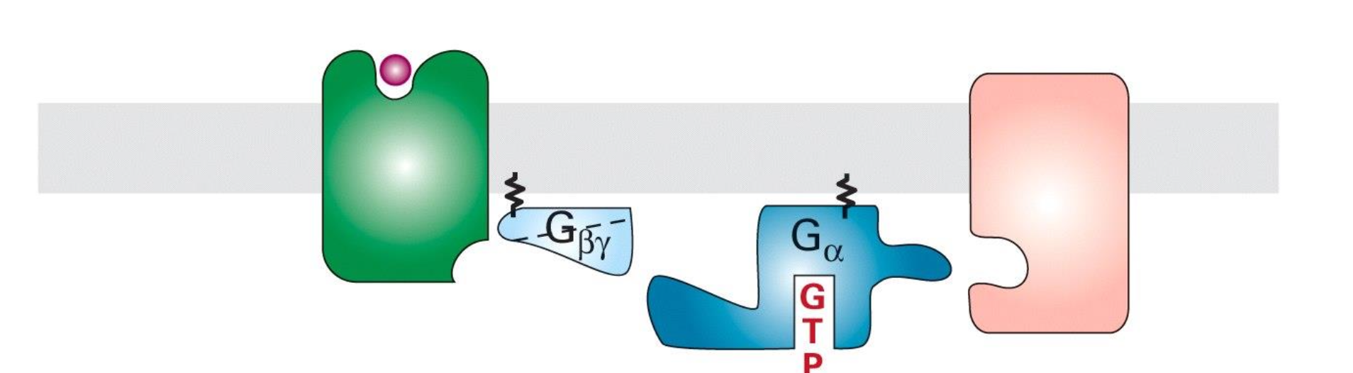 <p>Elle agit comme une GEF en se liant à la sous-unité alpha. Faisant dissocier la sous unité alpha de la sous-unité beta et gamma</p>