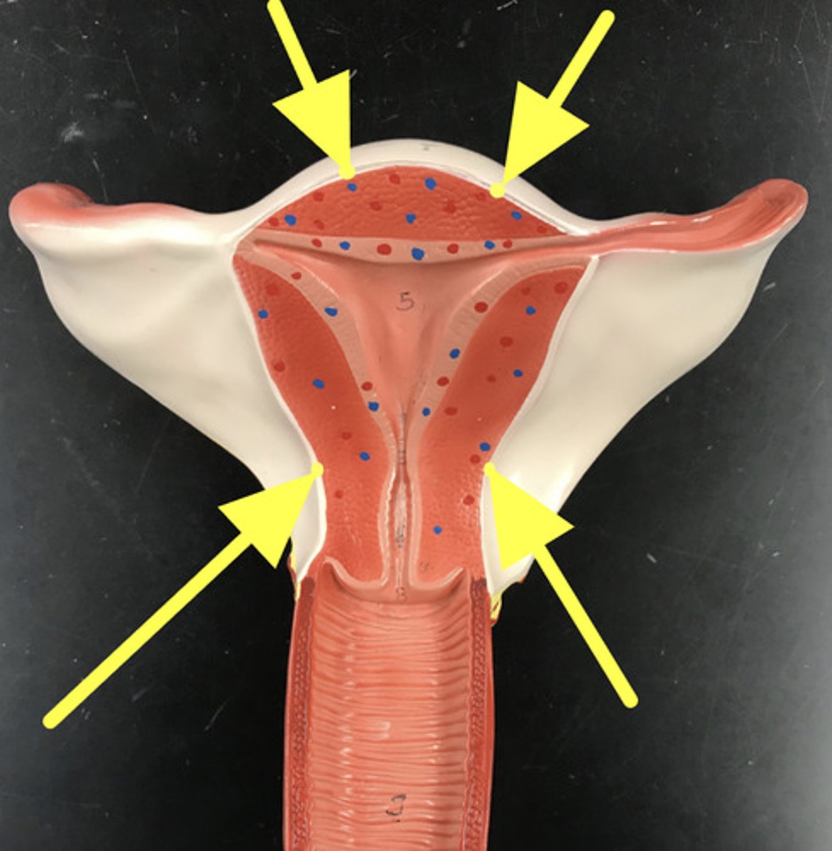 <p>Outermost layer of uterus</p><p>Name this LAYER</p>