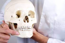 <p>small holes in the front of the mandible (mental region)</p>