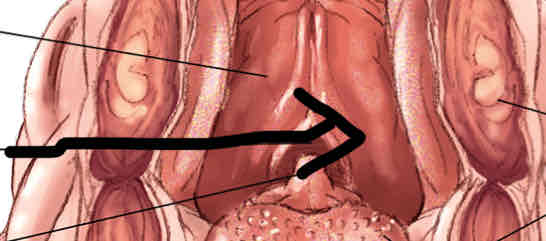 <p>Identify this structure</p>