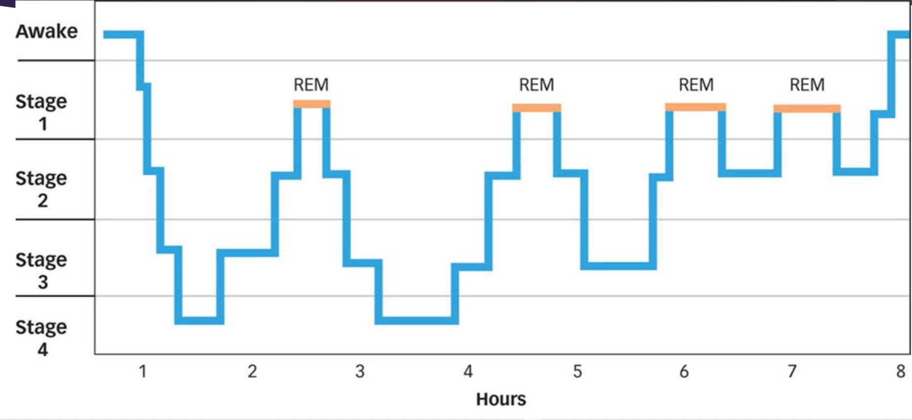<p><strong>The Stages</strong></p>