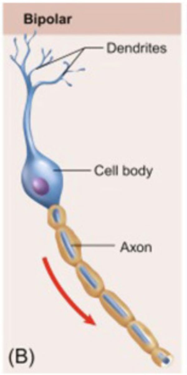 <p>One axon and one dendrite; found in retina.</p>