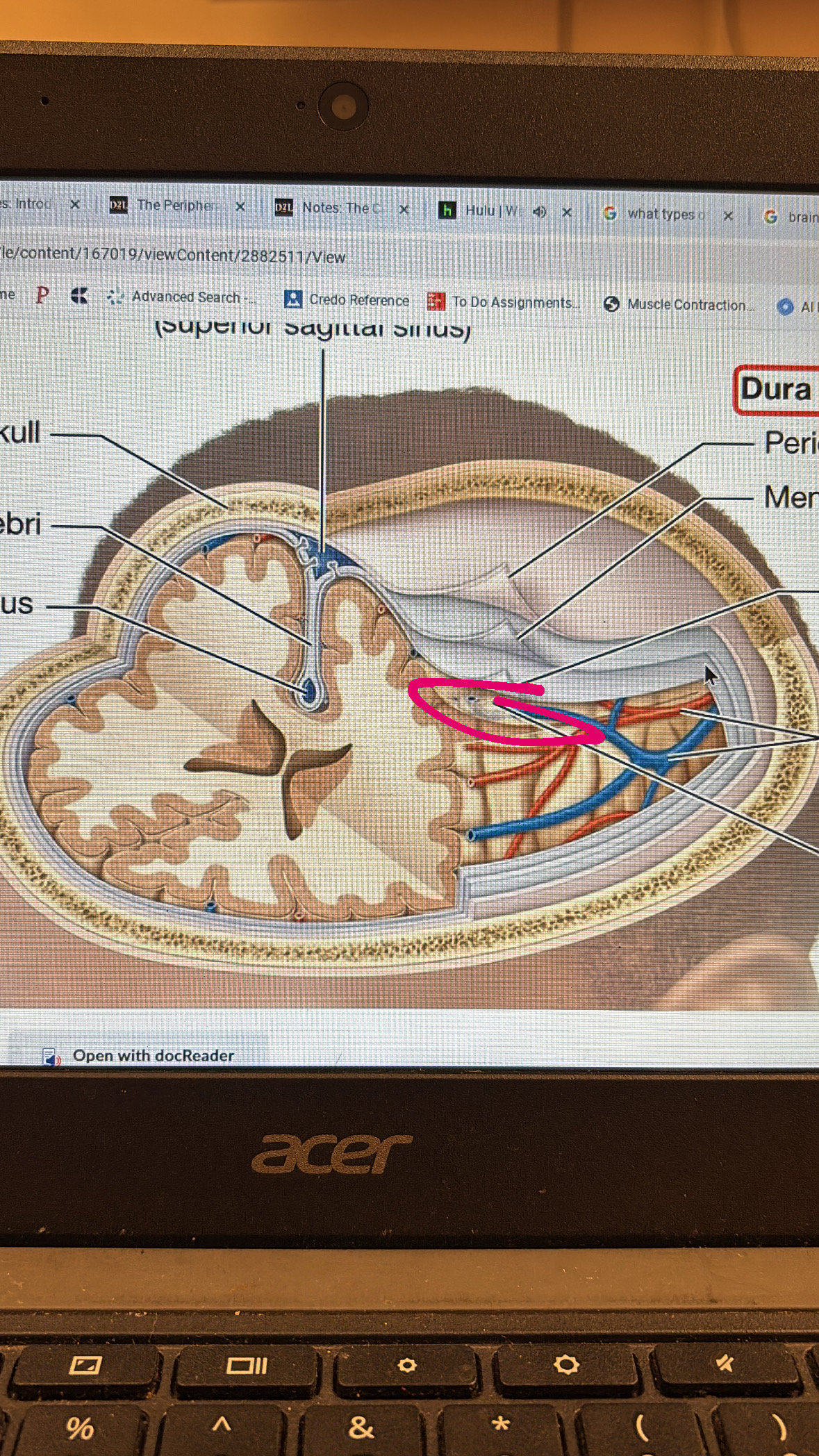 <p>4th clear layer protecting the brain</p>