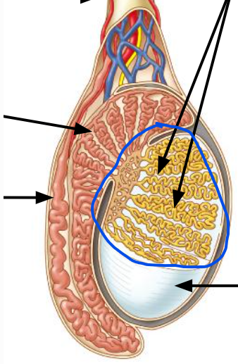 <p><span>Produce sperm</span></p>