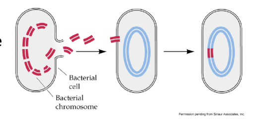 <ul><li><p><strong>Definition</strong>: Taking stray DNA from the environment and incorporating it into your genome</p></li><li><p>possible bc when a unicellular organism dies:</p><ul><li><p>its membranes collapse and its DNA is released into the environment</p></li></ul></li><li><p>Loose DNA is absorbed by other cells</p><ul><li><p>this DNA does not have to come from the same species</p></li></ul></li></ul><p></p>
