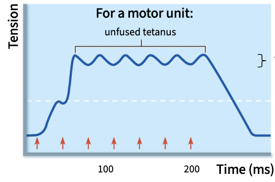 <p>if frequency is higher still, muscle reaches this steady state, allows muscle to maintain a constant tension, go back &amp; forth btwn partial contraction &amp; relaxation</p>