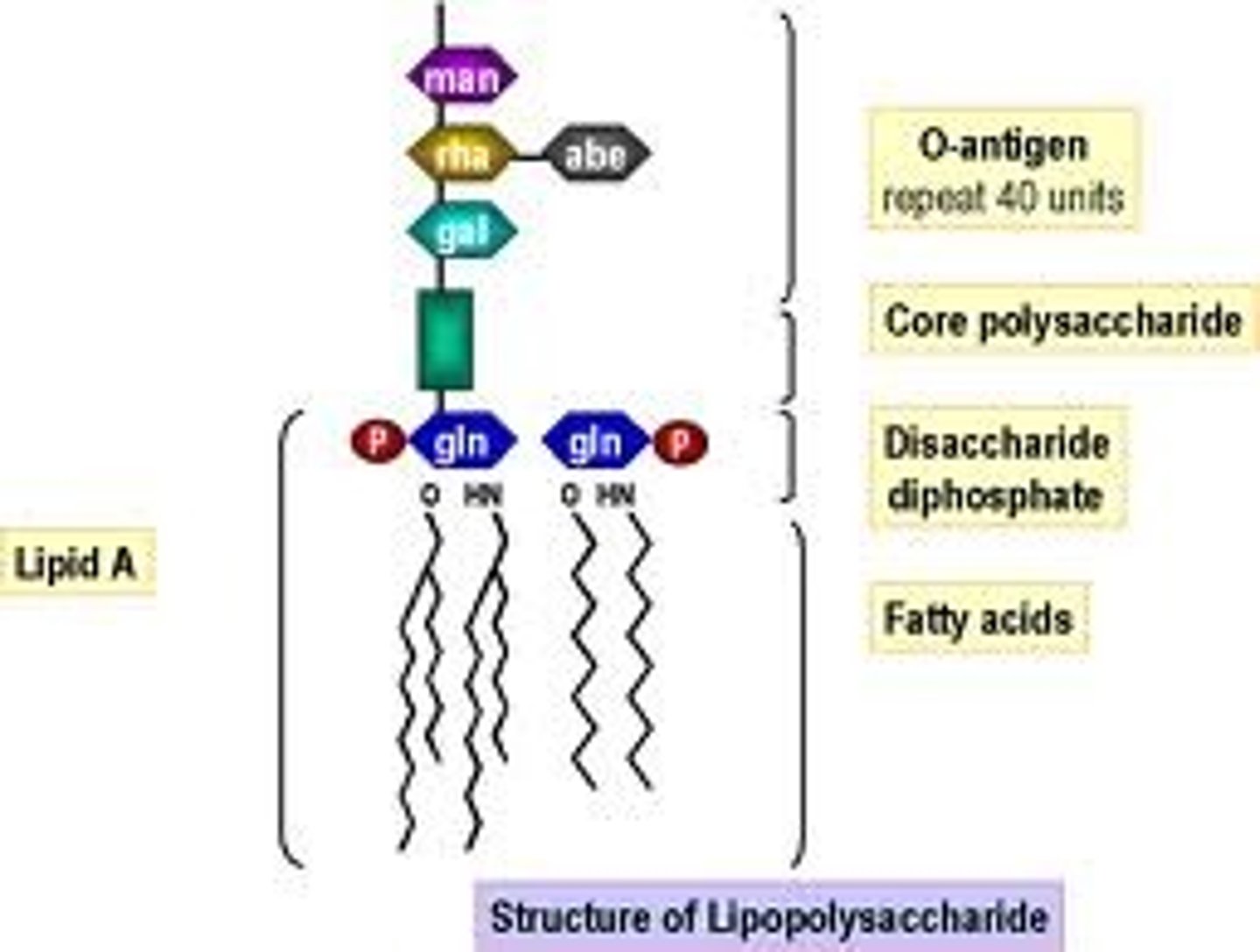 <p>Responsible for endotoxin activity due to the 2 phosphate grounds on either side</p>