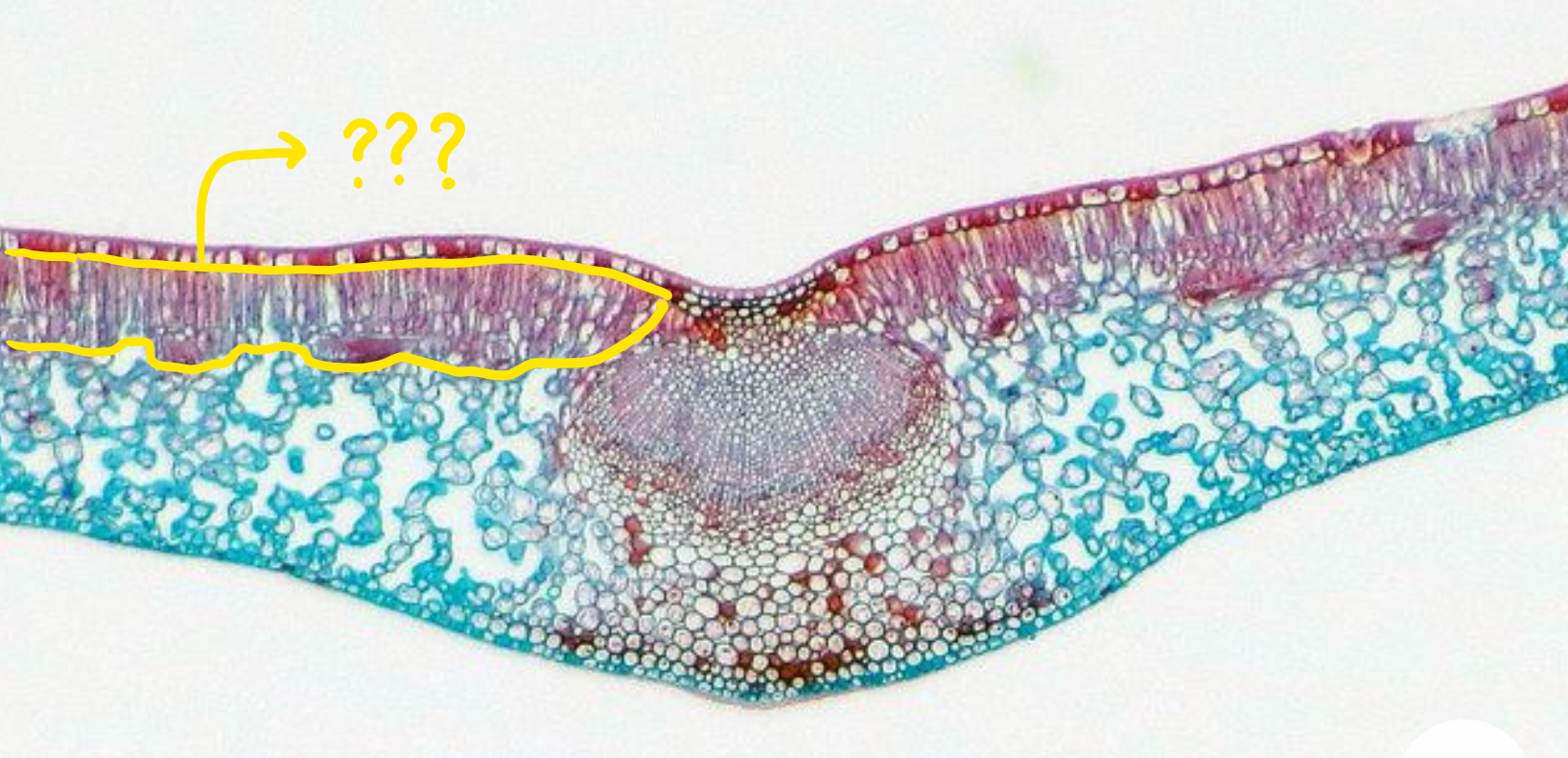 <p>nearer the adaxial side of the epidermis; oblong in shape, densely packed and contact with each other; maximize energy production during photosynthesis</p>