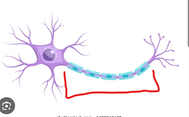 <p><strong><u>FUNCTION</u></strong> = motor aspect (carries out motor responses) </p><ul><li><p>takes info received from dendrites and delivers a motor output </p><ul><li><p>food is hot = pull finger away </p></li></ul></li></ul><p></p>