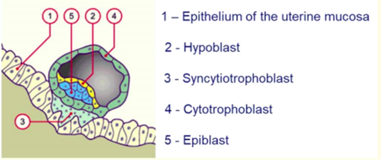 <p>6 days after fertilisation</p><p>- The hatched blastocyst attaches itself to the endometrial epithelium (decidua)</p><p>- Trophoblast outer layer rapidly proliferates and differentiates into = cytotrophoblasts and synctiotrophoblasts </p><p>Synctiotrophoblasts erode maternal endometrium, enabling embryo to burrow and implant securely </p>