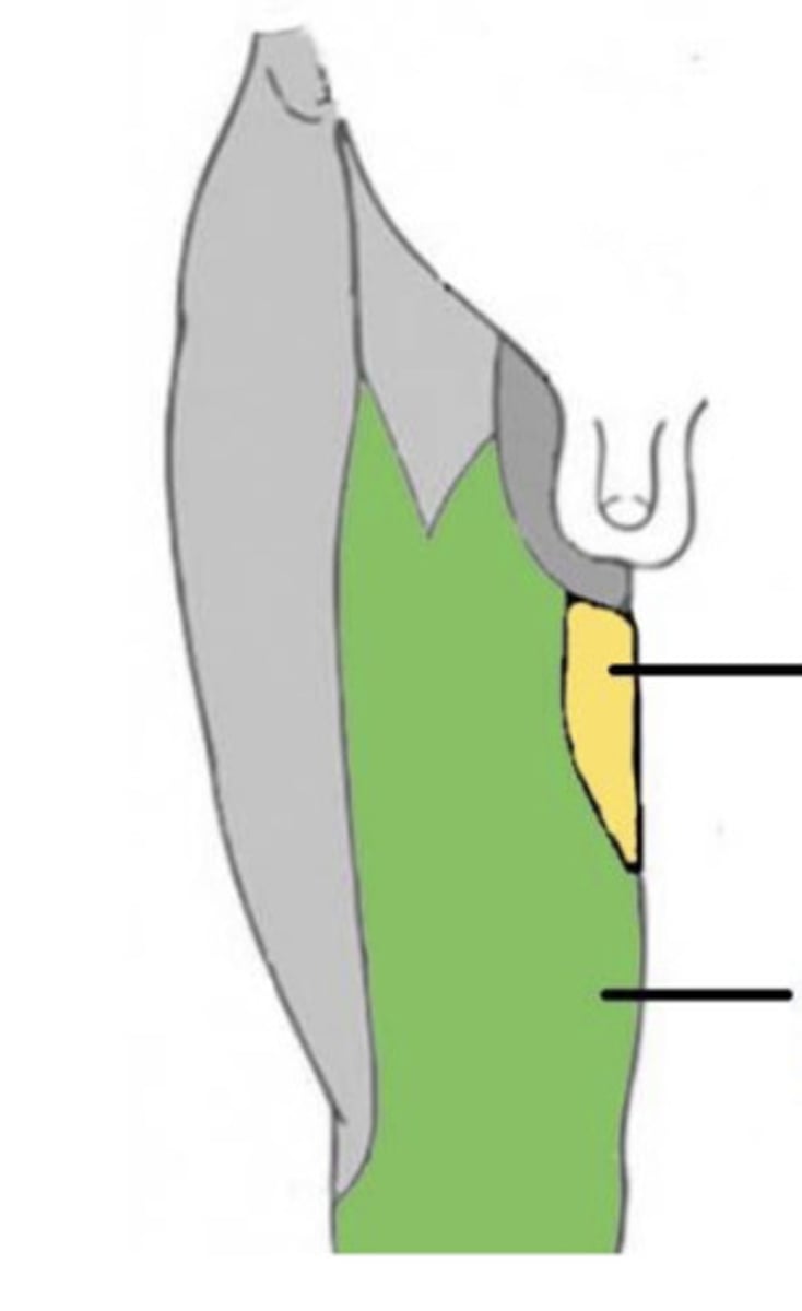<p>Skin on med thigh</p><p>Articular branches to hip and post knee jt</p>