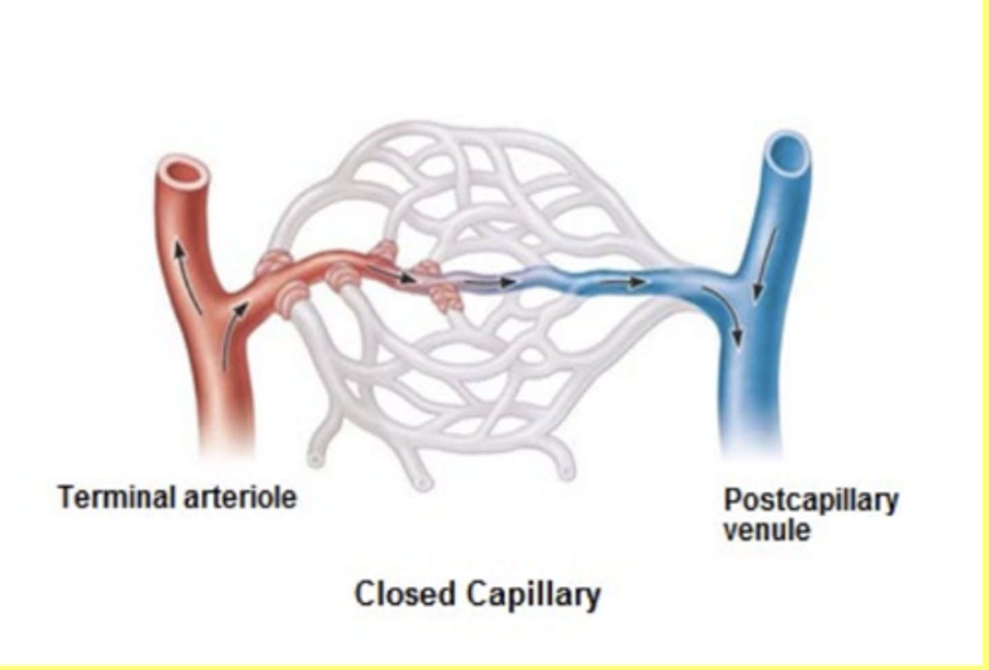 <p>Sphincters constrict</p><p>greatly reduced flow into capillaries</p><p>mainly goes through metarteriole to throughfare channel and then back into venous side</p>