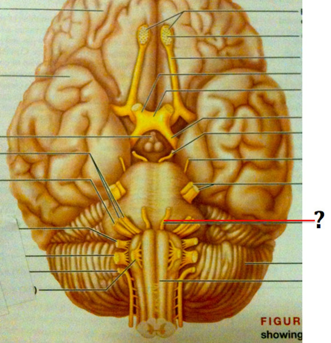 <p>-lateral eye movements</p><p>-Fibers from inferior pons enter orbits via superior orbital fissures</p><p>-Primarily a motor, innervating lateral rectus muscle</p>