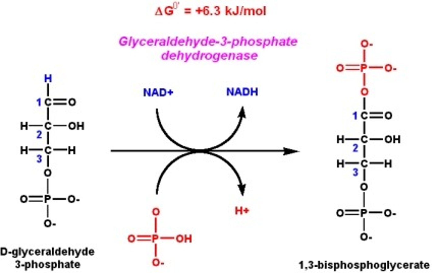 <p>(D) Glyceraldehyde-3-Phosphate Dehydrogenase [GAP-DH]</p><p>Glyceraldehyde-3-Phosphate Dehydrogenase is responsible for the only Oxidation-Reduction Reaction in Glycolysis, producing 1,3BPG and NADH.</p>