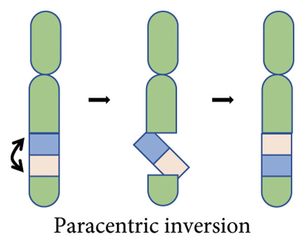 <p>Centromere is outside the inverted region that is reattached </p>