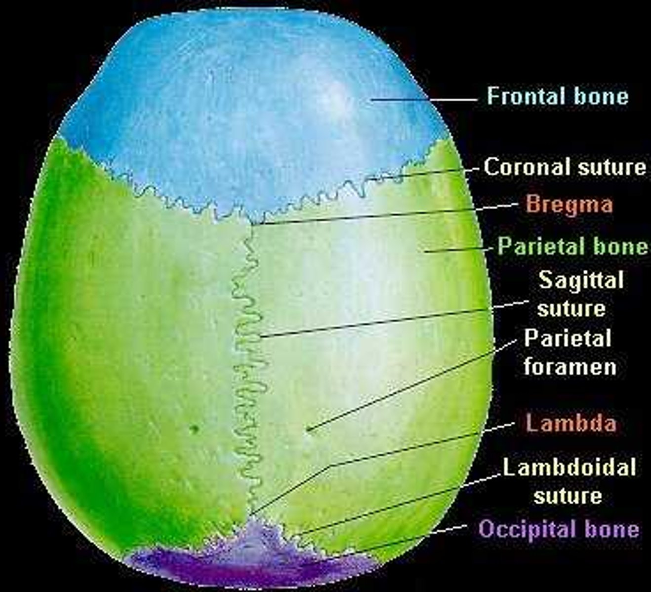 <p>-frontal</p><p>-occipital</p><p>-two parietal</p>