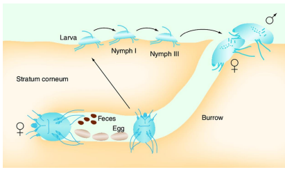 <p>Burrowing Mites</p>
