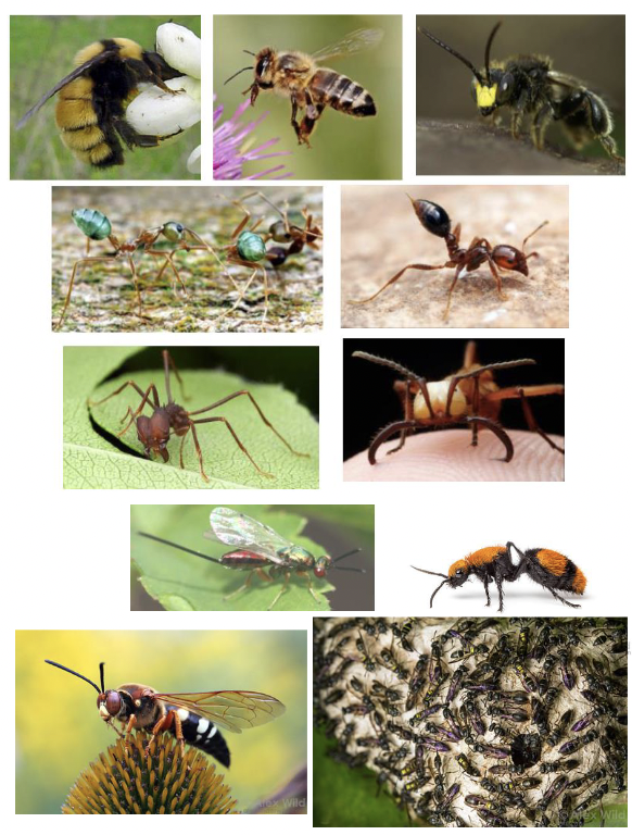 <p>Hymenoptera</p>