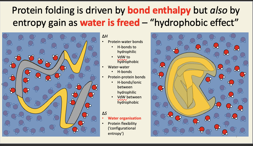 <p><span><span>The enthalpy change makes a contribution to protein folding, but equally as important are the entropic effects. In particular, the mobility of the water associated with the protein is greatly increased when the hydrophobic regions of an unfolded protein associate with one another. This is because the water is no longer held in particular orientations around the hydrophobic regions. This increase in entropy greatly offsets the lower entropy of the folded protein overall compared to its unfolded state because of the sheer number of water molecules involved.</span></span></p>