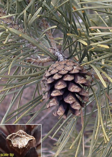 <p>cones, scarcely armed, little point on scales, thick scale edge</p>