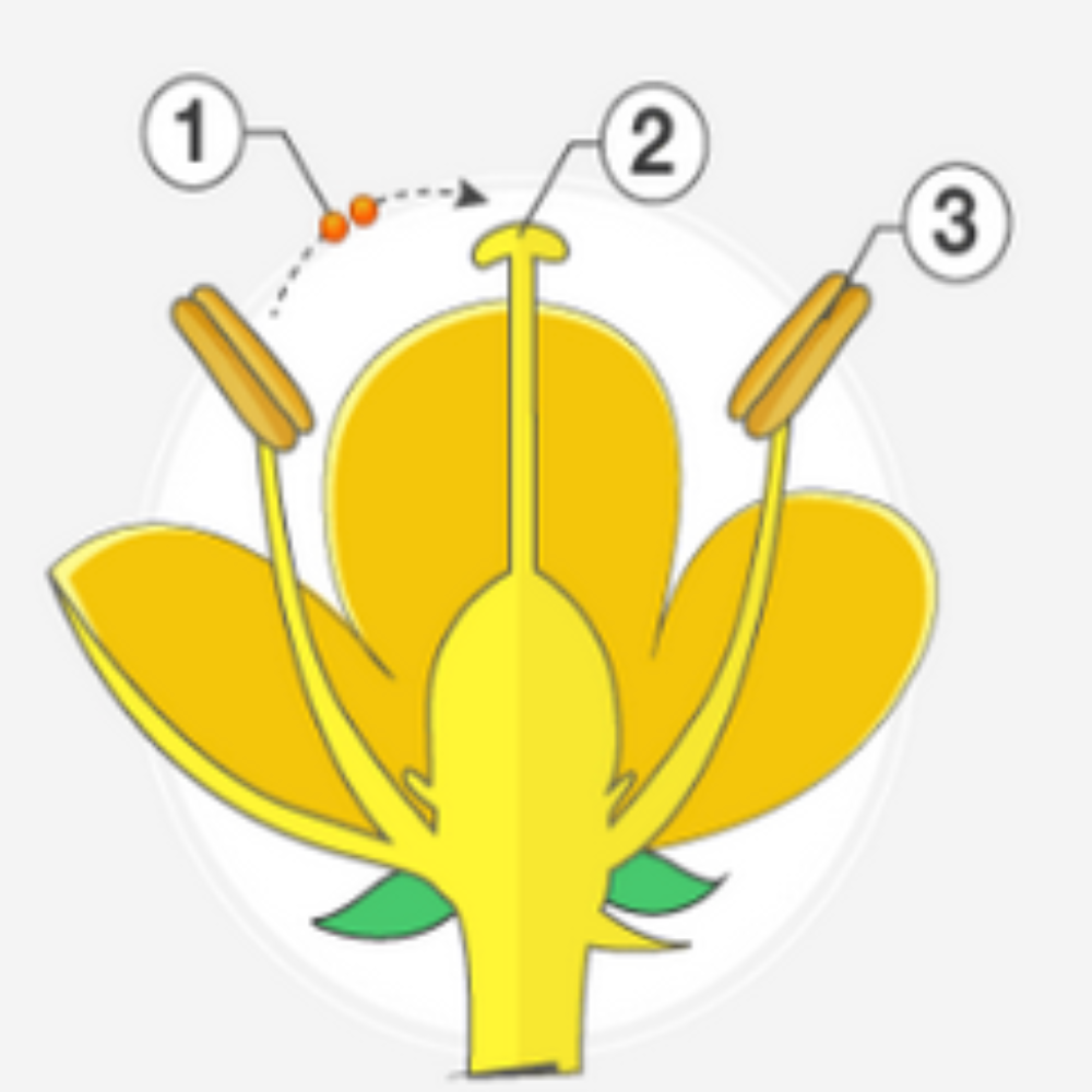 <p>What kind of pollination is this?</p>