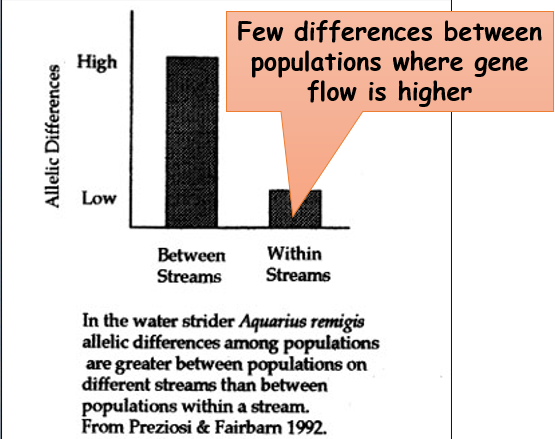 <p>-tends to add genetic diversity to population</p><p>-tends to reduce genetic differences between populations </p>