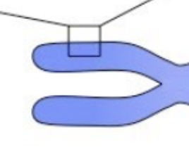 <p>euchromatin is transcriptionally _.</p>