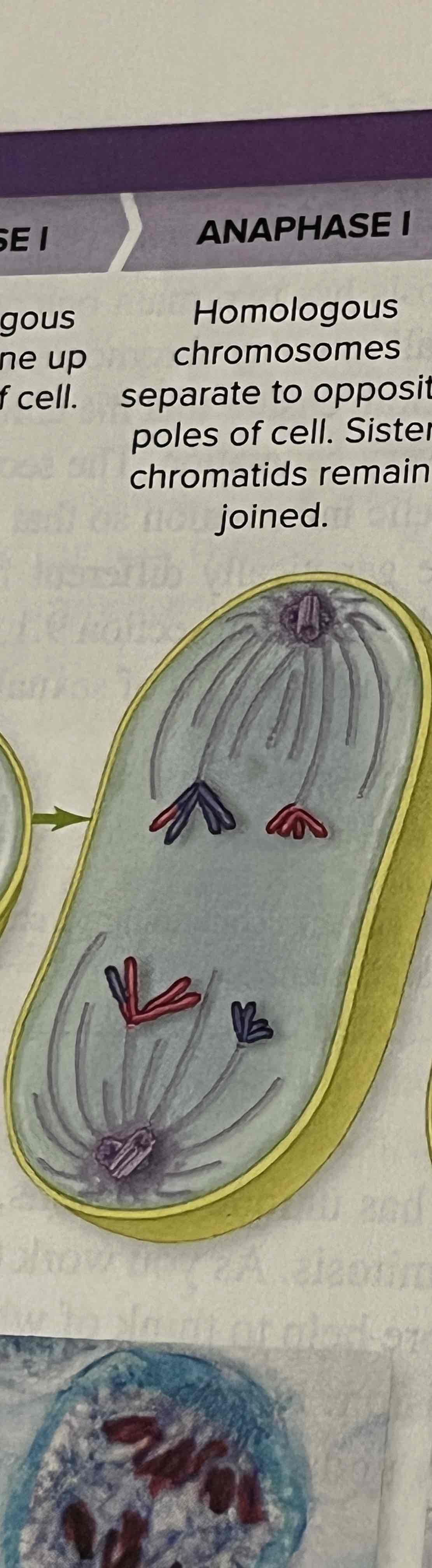 <p>Homologous chromosomes separate to opposite poles of cell. Sister chromatids remain joined</p>