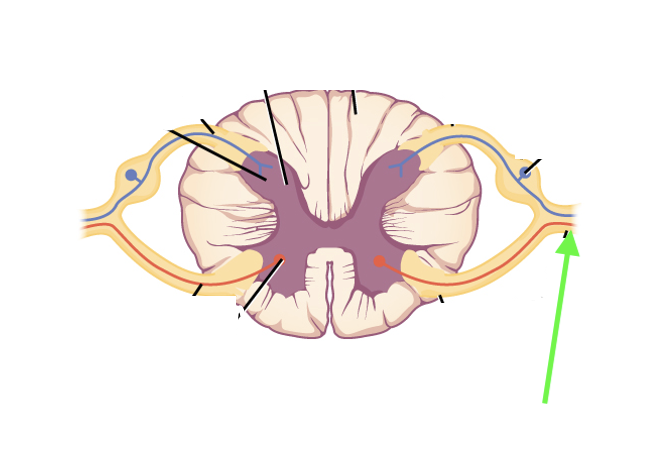 <p>what spinal cord area is this?</p>